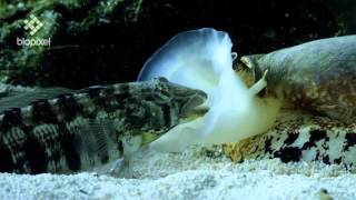 Geographus cone shell net feeding on sleeping fish [upl. by Frodi]