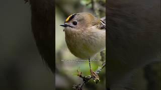 Meet the Lovely Goldcrest 🐦 [upl. by Fiel]