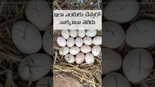 మీకు తెలుసా viralvideo eggs hatching chickenfarming villagevlog vlog [upl. by Chung322]