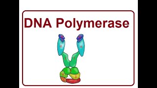 DNA Polymerase Types  The Molecular biology  2024 [upl. by Jaquenetta]