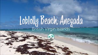 Loblolly Beach Anegada  Beaches of the British Virgin Islands [upl. by Eveineg]