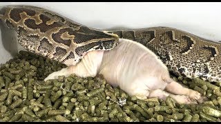 African Rock Python Eats Pig Time Lapse x5 [upl. by Asena]