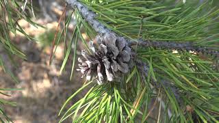 Pinus contorta Pinaceae lodgepole pine [upl. by Dranreb703]