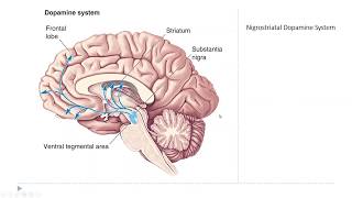 OSSM Neuro Chapter 15  The Diffuse Modulatory Systems [upl. by Nylaf99]