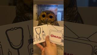 Bermain bersama Bibib🎁🦉 owl funnyvideo cute funny cuteanimals videolucu [upl. by Durwood]