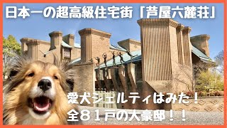 日本一の超高級住宅街、桜満開の芦屋六麓荘の豪邸街をシェルティと散歩 [upl. by Gabbi]