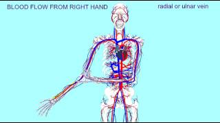 PATHWAY OF BLOOD FLOW FROM THE RIGHT HAND [upl. by Plusch]