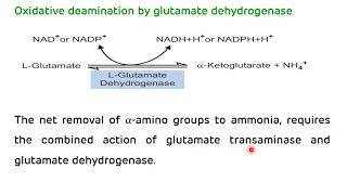 Transamination and Deamination  Formation of Ammonia  NEET PG Biochemistry  Dr Amit Maheshwari [upl. by Nogam695]