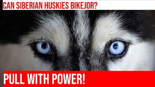 Train Your Husky for Bikejoring StepbyStep Guide [upl. by Adriano]