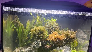 Getting pea puffer and tank mates for pea puffer In the fluval flex tank [upl. by Margie]