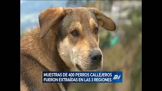 UDLAEnMedios  NEOSPORA CANINUM AFECTA A PERROS CALLEJEROS EN ECUADOR [upl. by Boiney823]