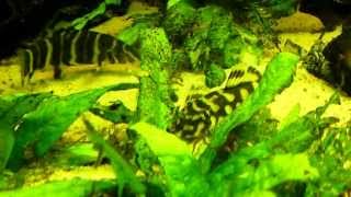 Peckoltia Vittata L015 Candy Striped Pleco [upl. by Thedrick747]