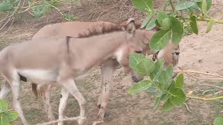 Donkey wandering in desert a jack or jackassjenny or jennetanimals nature donkey donkeys [upl. by Unders245]