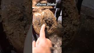 Hoof Abscess Blasted Hoof Trimming hoof hooftrimming cow farming ytshorts shorts trending [upl. by Alejo]