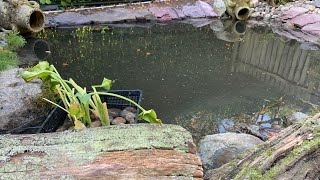 Pond relining In Epping Essex [upl. by Skippy]