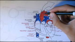 Cardiovascular System Anatomy [upl. by Dannye620]