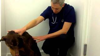 TheWebinarVet  Anthony Chadwick explains a dermatological examination of a dog [upl. by Linnie]