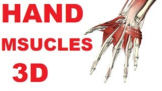 Muscles of the Hand  Hand Anatomy Medial Volar Muscles 33 [upl. by Esilec]