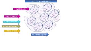 MUCOUS SALIVARY GLAND [upl. by Thgiwd]