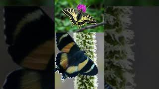 Butterflies and Moths Mimicry The Moth That Mimics The Swallowtail Butterfly [upl. by Sirtaeb434]