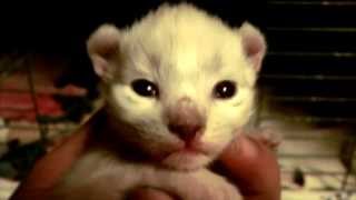 Exotic Rare Kitten  lynxHybrid  Time lapse 2 years in 6min [upl. by Reidid175]