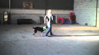 More trick training with Trent the Smooth Collie [upl. by Arihat]