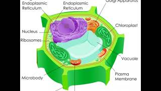 What is Etiolation [upl. by Ermina]