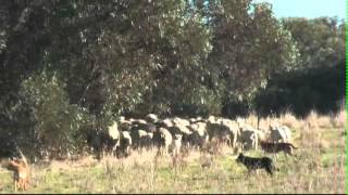 Droving with Kelpies working cattlecows with calves and eweslambs plus weaned lambs [upl. by Staten]