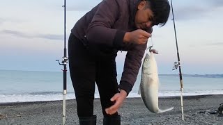 Hawkes Bay Surfcasting marineparade kahawai [upl. by Aikin]