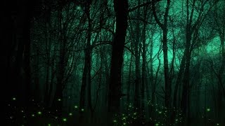 Celtic Lullaby Music – The Hollow Woods [upl. by Ralf262]