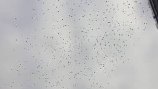 Cedar Waxwings In Flight [upl. by Holden]