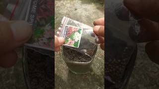 How to grow cleome spinosa amp easy way to propagate cleome spinosa shorts [upl. by Mlawsky272]