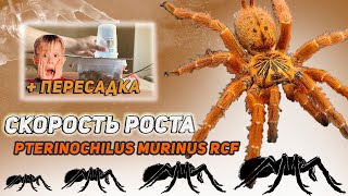 pterinochilus murinus rcf  скорость роста  ПЕРЕСАДКА [upl. by Toffey216]