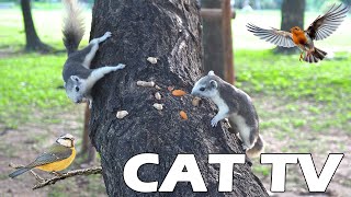 NEW IMPROVED TV FOR CAT 📺 Squirrel And Bird Look For Food 🐿🦜 Keep Your Cats Entertained 4K PETS TV [upl. by Llenehc]