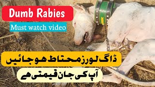 Dumb Rabies In Dogs  kutte Ko Rabies ki Alamaat  Paralysis In Dogs Treatment [upl. by Yoho]