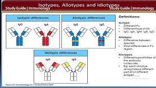 Isotypes Allotypes Idiotypes antibody  Immunology  Study guide [upl. by Idisahc]