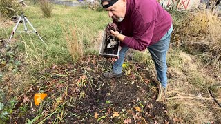 Self replenishing food source for box turtles [upl. by Vivianna]