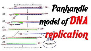 Pan handle model of DNA replication [upl. by Ayek260]