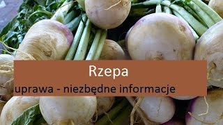 Rzepa  uprawa [upl. by Ldnek]