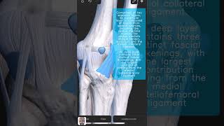 Visual Anatomy 3D  Facts about the Medial patellar retinaculum [upl. by Rusticus]