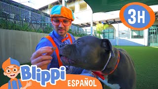 Blippi visita un Refugio de Animales  Blippi Español  Videos educativos para niños [upl. by Hyland]