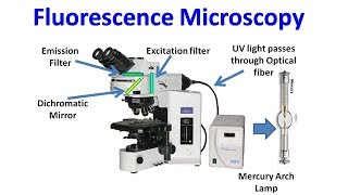 Fluorescence Microscopy [upl. by Larual548]