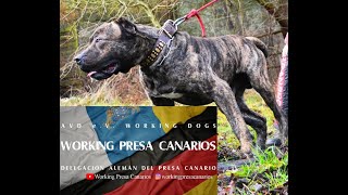 Chuto de Reganados Kennels big Presa Canario starts AVDTraining 2022 [upl. by Gipsy]