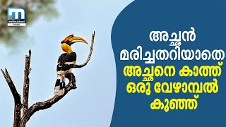 Hornbill Hit By Vehicle Bird Lovers Feed Female Birdling  Mathrubhumi News [upl. by Aenej391]