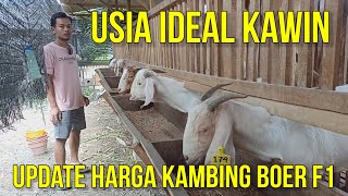 UPDATE HARGA KAMBING BOER F1 DI PRASODJO FARM KEDIRI [upl. by Eidua]