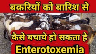 bakripalan goatfarming Goats disease  EnterotoxemiaET disease in goats  Enterotoxemia [upl. by Ydor]