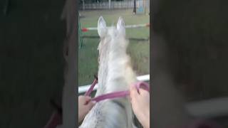 bareback bitless jumping 🫶🏻 my pov of my little cutie 🥰 working on strides and taking off points ❤️ [upl. by Emilee949]