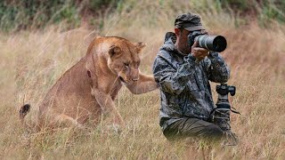 Lion Surprised Wildlife Photographers When He was Taking Pictures of a Pride [upl. by Eibo]