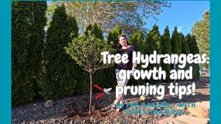 Transform Your Garden with Elegant Tree Hydrangeas growth and pruning tips [upl. by Llecram]