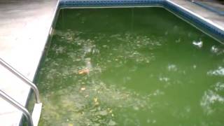 How to clean a GREEN POOL quotTHE SWAMPquot in 3 days [upl. by Granese391]